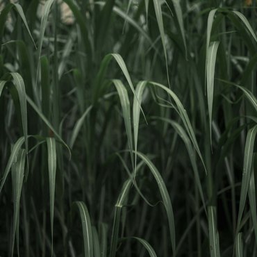 Long green grass leaves in dark lighting