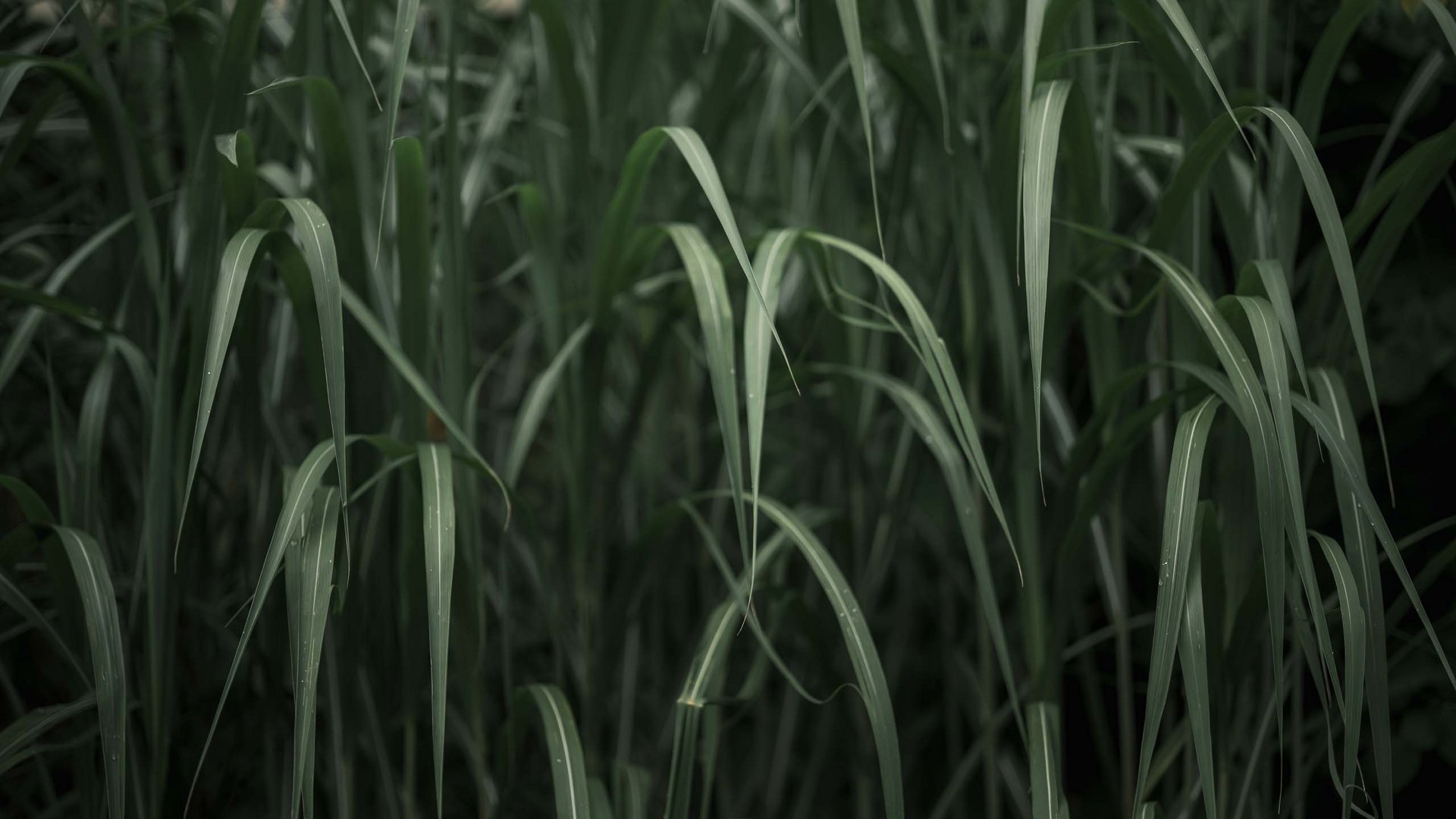 Lange grüne Grasblätter in dunklem Licht