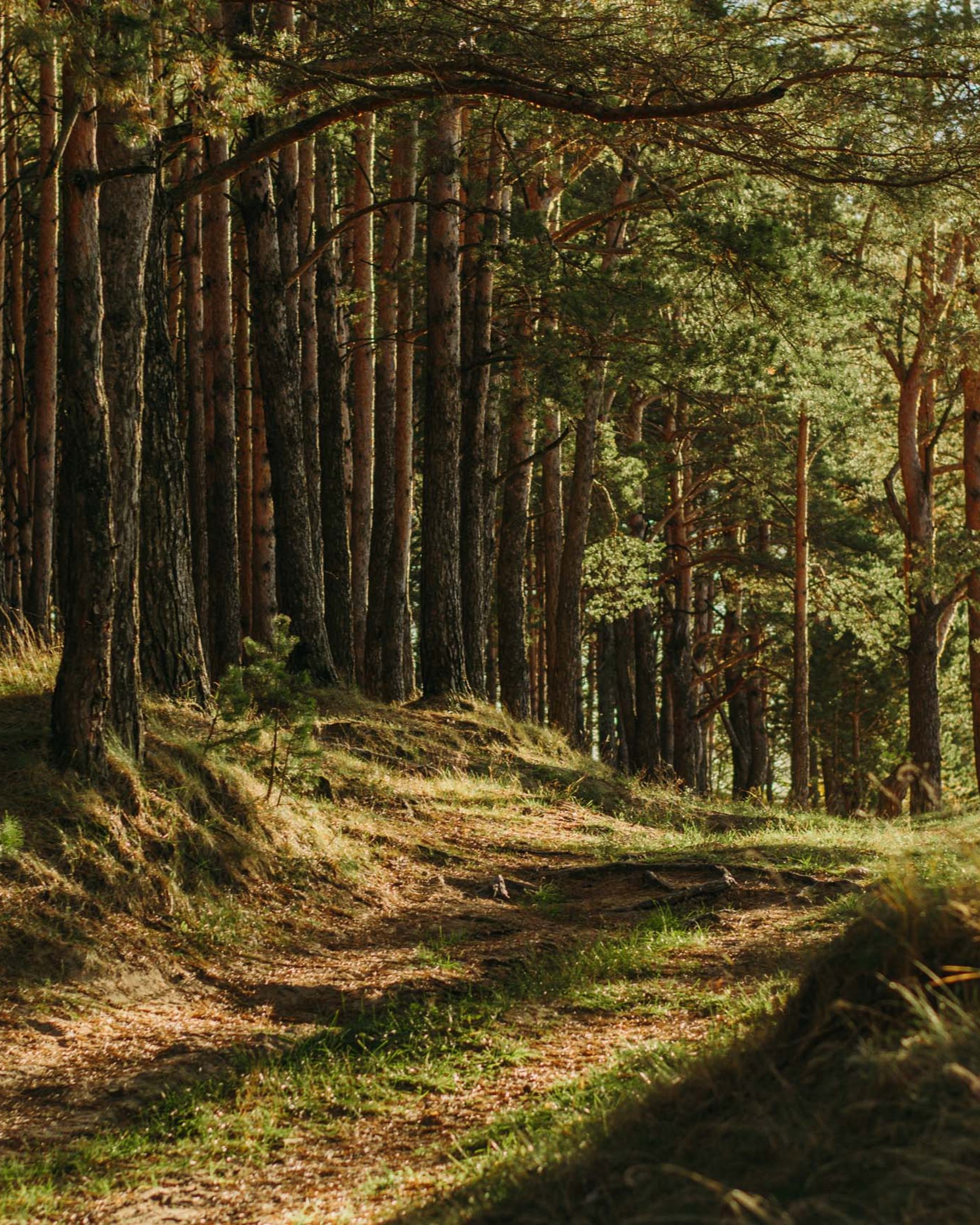 Sonnenbeschienener Waldweg mit hohen Kiefern und Gras am Boden
