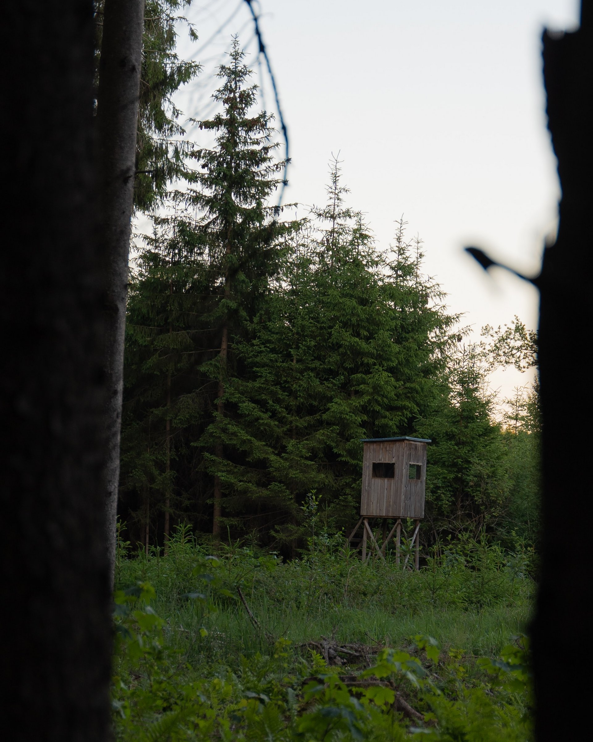 Hochsitz im Wald umgeben von Bäumen und Grünpflanzen