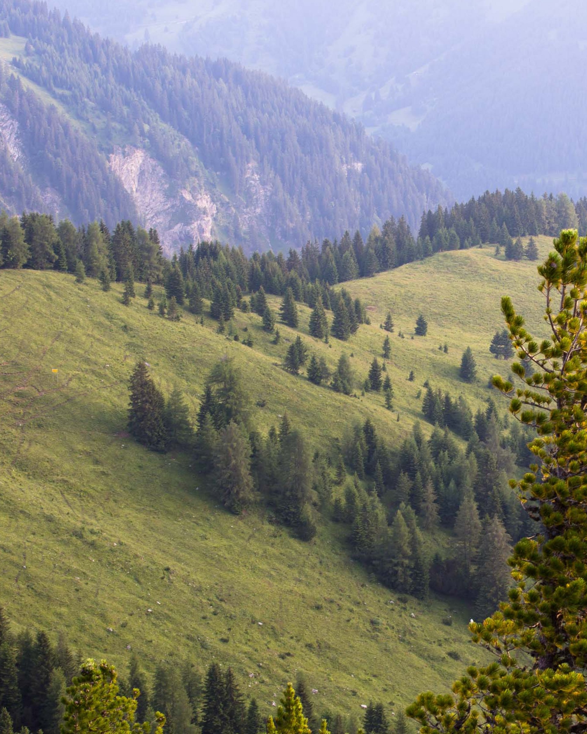 Grüne bewaldete Hügel in einer nebligen Berglandschaft