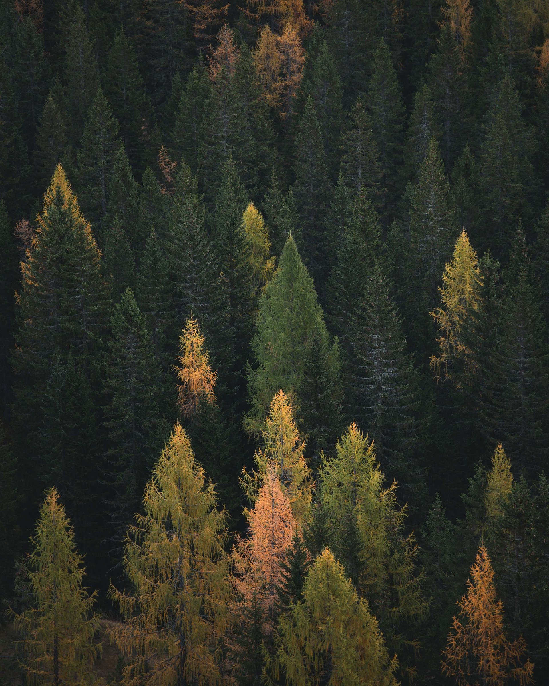 Dichter Wald mit grünen und gelb-orangen Nadelbäumen im Herbst